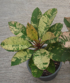 Plumeria yellow variegata